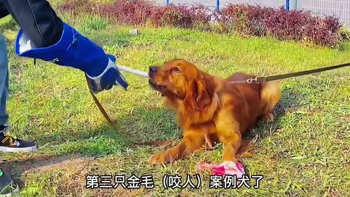 咬人护食恶犬,应该怎样教育狗狗 每日一笑欢乐有 