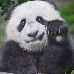 什么 大熊猫吃的不是竹子,是 肉
