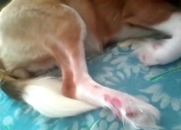 残疾男子的狗狗腿骨折后兽医非要给它截肢,竟还稀里糊涂截错了腿