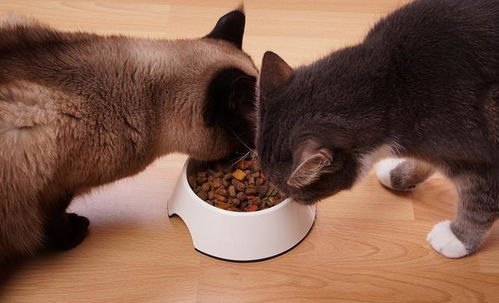 猫咪为啥不爱喝水 一天要摄入多少水分,才能让猫咪保持健康