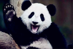唯一不属于中国的2只国宝大熊猫,一日三餐均是仙人掌