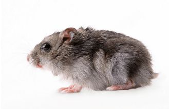 家里有老鼠怎么办 家里有老鼠对孕妇有影响吗