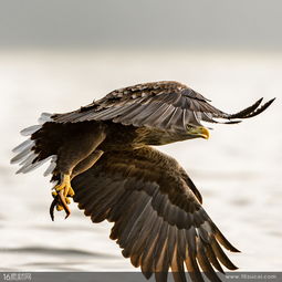 飞翔的老鹰侧面特写高清摄影图片