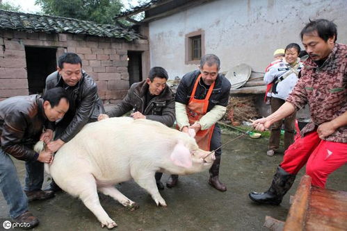 乡情散文 生产队杀猪分肉