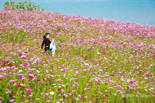 这个开满鲜花的地方叫颍上