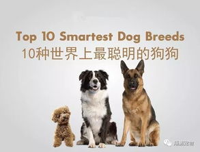 盘点10种世界上最聪明狗狗排行榜,你家狗狗有上榜吗 
