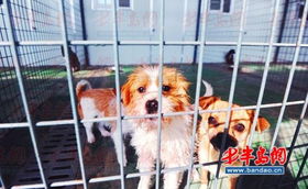 青岛市犬只收养服务基地 市民可免费领养狗狗