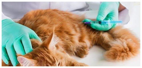 养猫必须要知道事 猫咪疫苗到底该怎么打