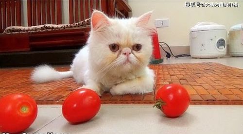 猫咪能吃 西红柿 补充水分防衰老,一定要去皮,也别喂番茄酱 