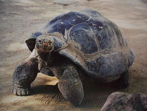 加拉帕戈斯象龟平塔岛亚种图册 