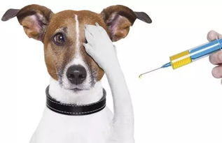 狂犬疫苗怎么打才有效 宠物医生的这 3 个忠告,铲屎官都必须知道