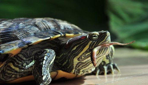 怎么挑巴西龟 巴西龟怎么养