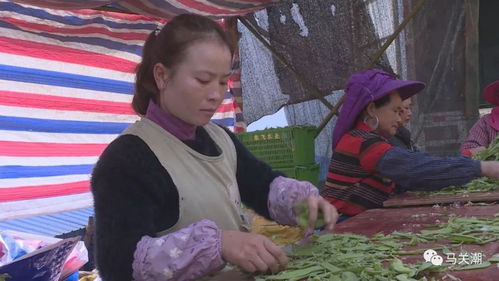 马关的豌豆开出 致富花