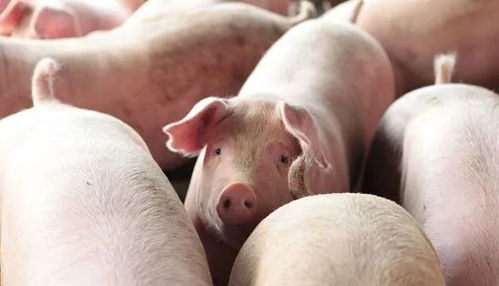 发人深省 小养殖户质问专家中国有几个农民能养得起500头猪
