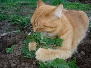 家里有猫的要慎养这个盆栽 ,不然你会摊上大事
