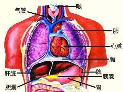 五脏六腑的正气构筑起了身体的防御系统 艾灸这样做,保养全身器官