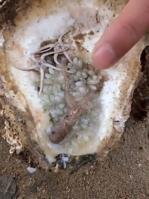 这海螺壳里是些什么东西啊 