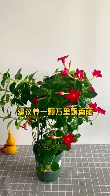 家里有房子的,建议养一棵万里飘香藤,它四季都开花 