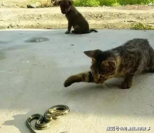 猫是喜欢捉老鼠还是捉蛇呢