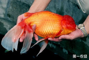 世界上最大的金鱼 最大的金鱼图片高清合集