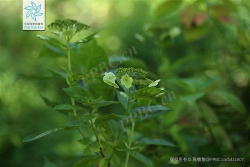 夏季植物冷知识(夏季植物特征)