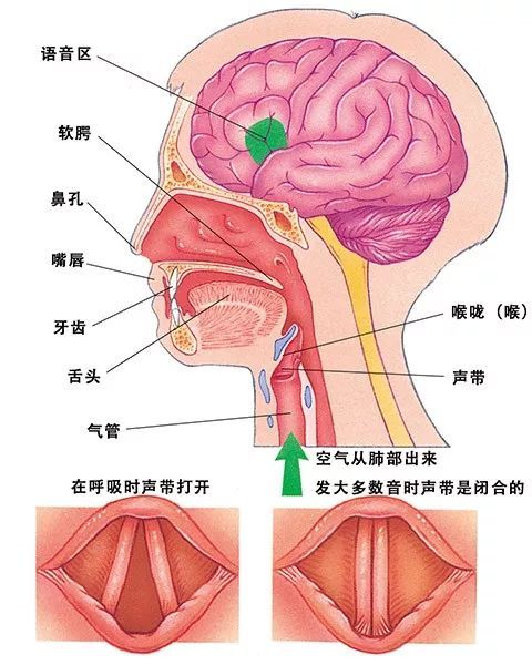 我们的身体系列 声音 