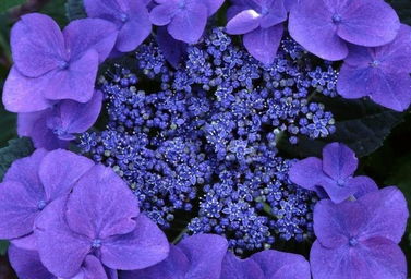 黑色紫罗兰的花语是````？