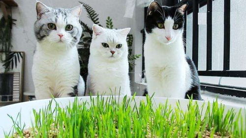 多大的猫需要吃猫草（猫草一次吃几根）