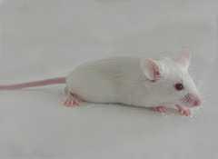 动物实验服务 SCID小鼠介绍 
