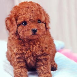 图 北京泰迪幼犬多少钱一只北京哪里有卖泰迪 泰迪价格 北京宠物狗 