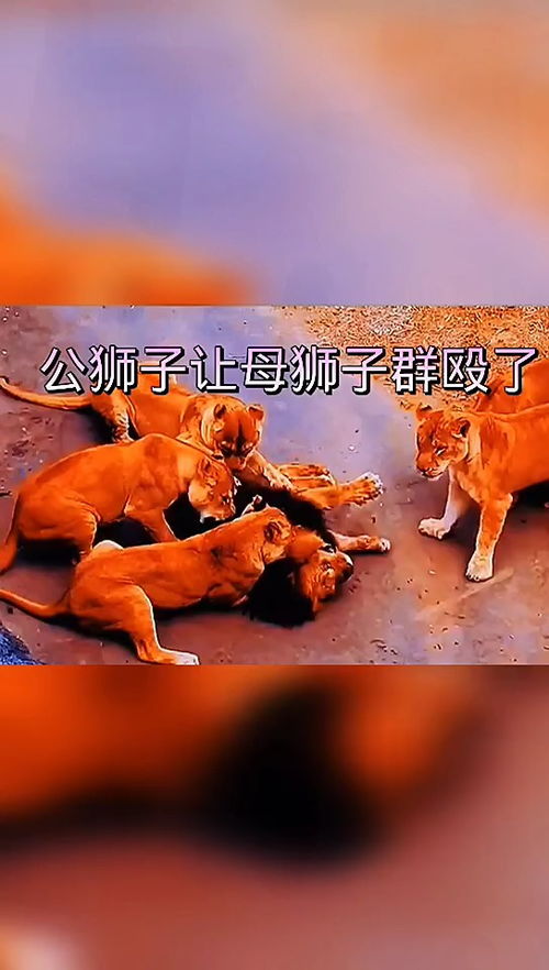 公狮子让母狮子群殴了 搞笑视频 搞笑配音 搞笑 