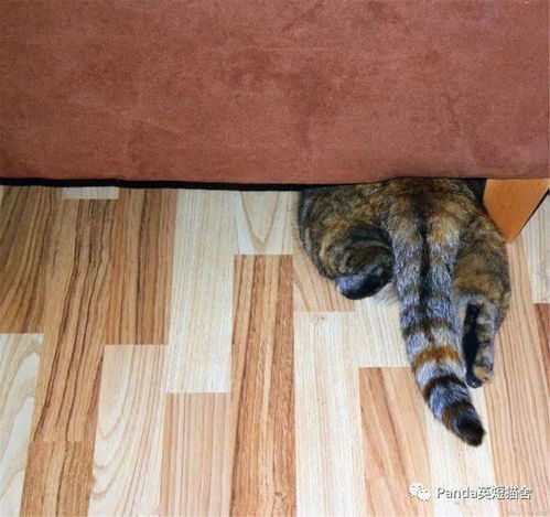 猫咪为什么会抓窗帘 防止猫咪抓窗帘的3个方法,你要试试吗