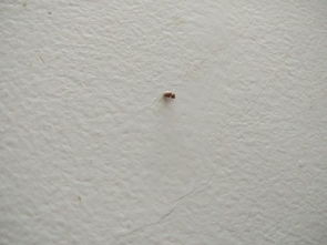 这段时间,家里很多这种2 3毫米的黑色圆形虫子,这种是什么,对人体有害吗 