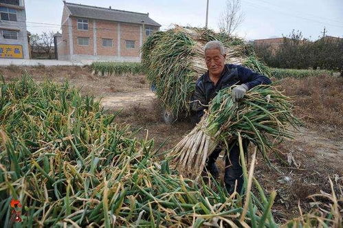 拉一车大葱回城被罚款,车主恼了 自己的车自己的葱,为啥