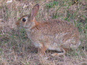 新西兰种兔多少钱一只 比利时种兔多少钱一只 
