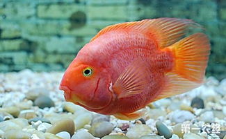 60厘米鱼缸能养多少红元宝鹦鹉鱼？