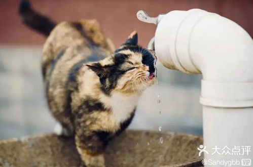 北京最中心有座 猫寺 ,猫竟比僧人还多 比猫更有趣的竟然是