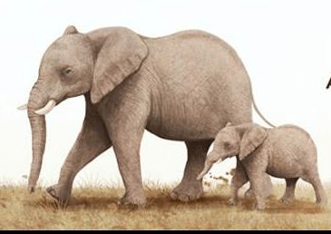 梦见大象攻击小孩子