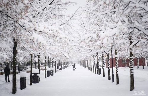 种一地初冬的雪花