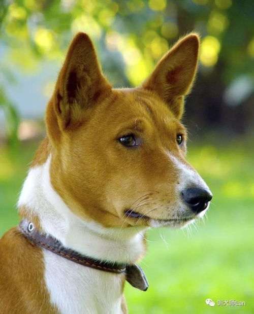 看看您家狗狗的耳朵属于什么形状 原来耳朵有这么可爱多的称呼