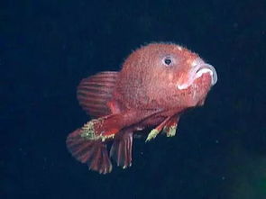 罕见深海琵琶鱼 海底行走的 红气球 