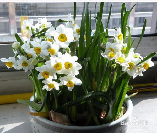 冬天办公室适合养水仙花 
