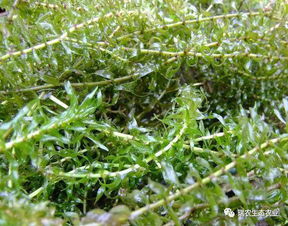 虾塘中伊乐藻要怎么种植好,伊乐藻是不是不要深水位