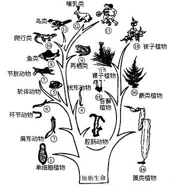 下列海洋动物中，属于脊椎动物的是    A．墨鱼  B．虾  C．鲍鱼  D．金