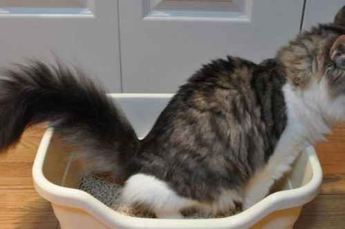猫咪开始随地大小便,如何纠正猫咪正确使用猫砂盆 看完会很实用