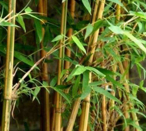 竹子可以合成什么？