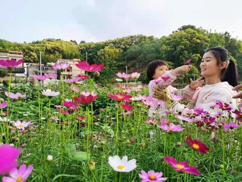 中山帮扶点肇庆禾楼村,同心花圃格桑花盛开 