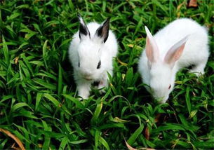 兔子怎么繁殖 