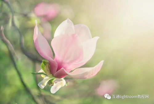 怎么拍花才好看,10个简单方法帮你拍出漂亮的花朵照片