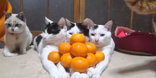 猫咪趴着叠橘子 这些猫咪为什么定力这么好